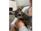 Adopt Chiqui a Gray, Blue or Silver Tabby American Shorthair / Mixed (short