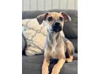 Adopt Delilah a Brown/Chocolate - with Black Black Mouth Cur / Mixed Breed