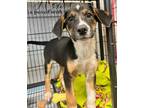 Adopt Blakely a Black - with White Foxhound / Mixed Breed (Medium) dog in