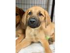 Adopt Chance a Brown/Chocolate - with Black Shepherd (Unknown Type) / Mixed