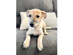 Adopt Freckles a White - with Tan, Yellow or Fawn Cattle Dog / Mixed Breed