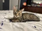 Adopt Henry a Brown Tabby American Shorthair (medium coat) cat in Longwood