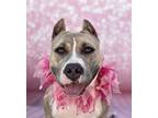 Adopt Hazel-ADOPT Me! a Brindle - with White American Staffordshire Terrier /