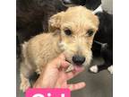 Adopt Priya a Tan/Yellow/Fawn Schnauzer (Standard) / Terrier (Unknown Type