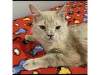 Adopt Teddy Bear a Tan or Fawn Tabby Domestic Longhair / Mixed cat in Naples