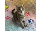 Adopt Little Pete a Gray, Blue or Silver Tabby Domestic Shorthair (short coat)