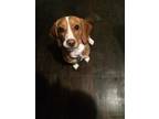 Adopt Sadie a Red/Golden/Orange/Chestnut Beagle / Mixed dog in Kent City