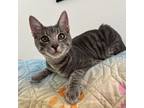 Adopt Big Pete a Gray, Blue or Silver Tabby Domestic Shorthair (short coat) cat