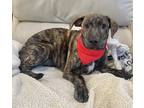 Adopt Farris - cowboy litter of 3 a Brindle - with White Plott Hound dog in