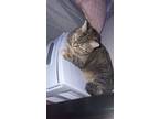 Adopt Cece a Brown Tabby Tabby / Mixed (medium coat) cat in East Grand Forks