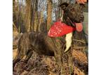 Adopt Fable - cowboy litter of 3 a Brindle - with White Plott Hound dog in