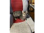 Adopt Mimzy a Gray, Blue or Silver Tabby Tabby / Mixed (short coat) cat in