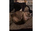 Adopt Quinzie a Cream or Ivory (Mostly) Persian / Mixed (medium coat) cat in
