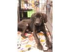 Adopt Superman a Black Hound (Unknown Type) / Labrador Retriever dog in Grand