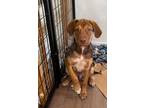 Adopt Cheddar a Tan/Yellow/Fawn Black Mouth Cur / Mixed dog in Grand Rapids