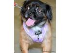 Adopt Tripper a Brown/Chocolate - with Black Pekingese / Brussels Griffon dog in