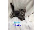Adopt Butter a Gray, Blue or Silver Tabby Domestic Mediumhair (medium coat) cat