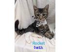 Adopt Rocket a Brown Tabby Domestic Shorthair (short coat) cat in Springfield