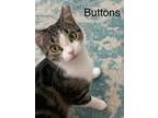 Adopt Buttons a Brown Tabby Domestic Shorthair (short coat) cat in Largo