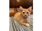 Adopt Max a Domestic Mediumhair (long coat) cat in Mooresville, NC (39092912)