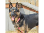 Adopt Lily a Black German Shepherd Dog / Mixed dog in Salem, OR (39100429)