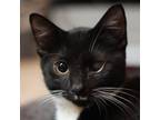 Adopt Moonbeam a All Black Domestic Shorthair / Mixed cat in Aldie