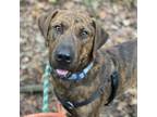 Adopt Mac Miller a Brindle Plott Hound / Mixed dog in Aldie, VA (39100472)