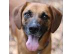 Adopt Mia a Brown/Chocolate Mountain Cur / Hound (Unknown Type) / Mixed dog in