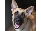 Adopt Ramone a Black German Shepherd Dog / Mixed Breed (Medium) / Mixed dog in