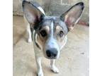 Adopt Marley a White - with Tan, Yellow or Fawn Cattle Dog / Mixed Breed (Large)