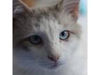 Adopt Ringo a Gray or Blue Siamese / Mixed cat in Aldie, VA (39100453)