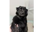 Adopt Sadie a Black Great Pyrenees / Mountain Cur / Mixed dog in Platte City