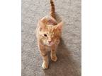 Adopt Bucaneer (Buc) a Orange or Red Domestic Shorthair (short coat) cat in