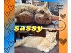 Adopt SASSY a Orange or Red Tabby Domestic Shorthair (short coat) cat in Paris