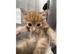 Adopt Kipu a Orange or Red Domestic Shorthair / Domestic Shorthair / Mixed cat