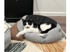 Adopt Poppy a Black & White or Tuxedo Domestic Shorthair (short coat) cat in