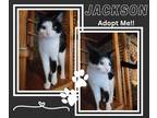 Adopt Jackson a Black & White or Tuxedo Domestic Shorthair (short coat) cat in