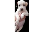 Adopt Candy a Hound (Unknown Type) / Mixed dog in Brooksville, FL (39100372)