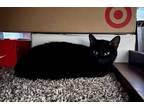 Adopt Cleo a Black (Mostly) Domestic Shorthair (short coat) cat in Columbus