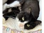 Adopt Fee a Orange or Red Domestic Mediumhair / Domestic Shorthair / Mixed cat