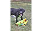 Adopt Bodie a Black Labrador Retriever / Mixed dog in Walpole, MA (39100315)