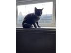 Adopt Mia a Gray or Blue Korat / Mixed (short coat) cat in Dilworth