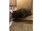 Adopt Charles a Gray or Blue Russian Blue / Mixed (medium coat) cat in