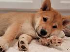 Adopt Cosmos a Red/Golden/Orange/Chestnut - with White Shiba Inu / Mixed dog in