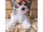 Mal-Shi Puppy for sale in Apopka, FL, USA