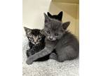 Adopt Sputnik a Gray or Blue Russian Blue / Domestic Shorthair / Mixed cat in