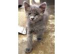 Adopt Mojito a Domestic Mediumhair / Mixed (short coat) cat in Clinton