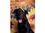 Adopt Karma a Black Flat-Coated Retriever dog in Littleton, CO (39090203)