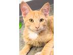 Adopt Sigma a Domestic Shorthair / Mixed (short coat) cat in Clinton