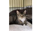 Adopt Baby a Domestic Mediumhair / Mixed (short coat) cat in Walden